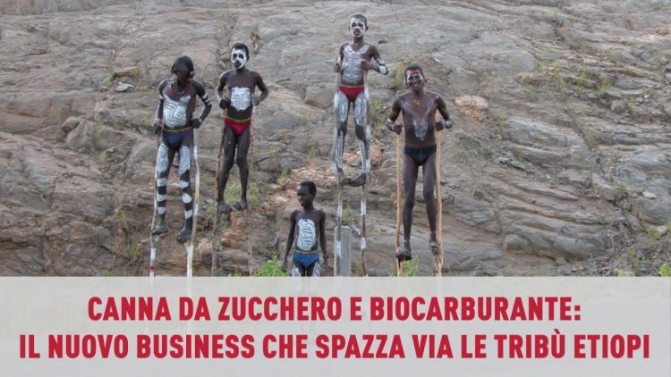 Canna da zucchero e biocarburante il nuovo business spazza via le tribù etiopi