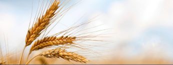 L’inflazione alimentare è decollata