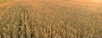 Grano nuovo record di prezzi