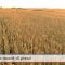 Grano nuovo record di prezzi