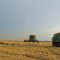 grano