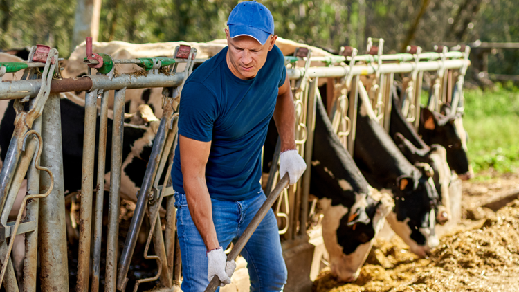 eleveurs-bovins-1440×577