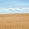 Campo-grano