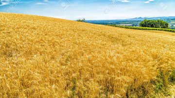 Agricoltura l’Italia e la schizofrenia dell’Unione Europea