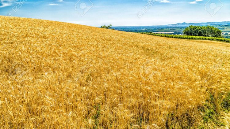 Agricoltura l’Italia e la schizofrenia dell’Unione Europea