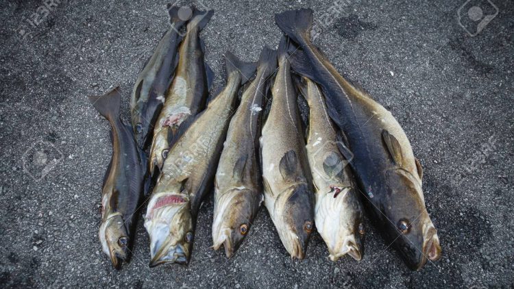 fresh Norwegian fish