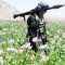 Afghanistan, dall’oppio statunitense al petrolio eurasiatico