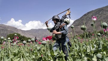 Afghanistan Taliban Opium