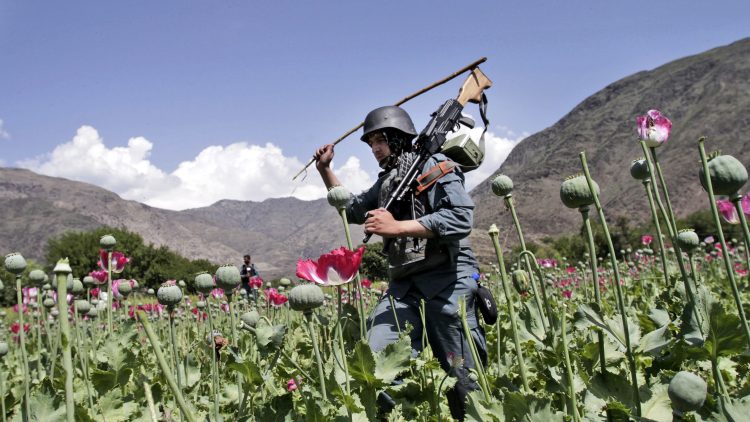 Afghanistan Taliban Opium