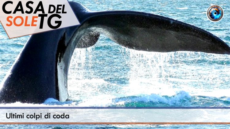 TgSole24_COPERTINA_20240717