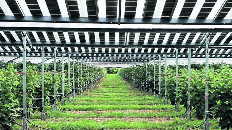 Agrifotovoltaico La Sardegna dice no